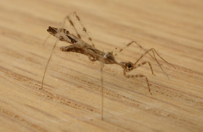El 'insecto asesino' que finge ser una presa para devorar a las arañas
