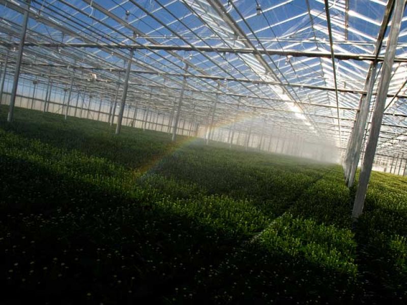 Más de 12.000 millones de micro insectos para combatir las plagas de las cosechas