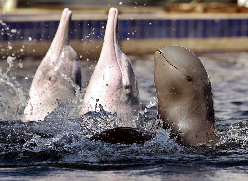 Las hembras delfín son mejores madres si tienen amigas que las ayuden