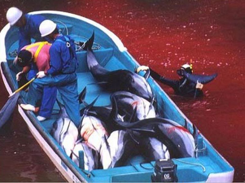 Pescadores y ecologistas, enfrentados por la polémica caza de delfines en Japón