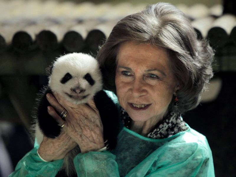 La Reina Sofía visita a los pequeños pandas del Zoo de Madrid