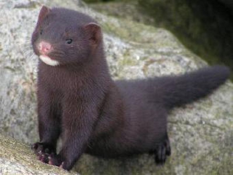 Los 'invasores' que amenazan la fauna española