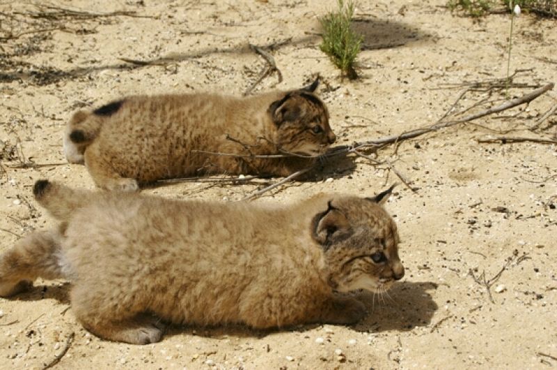Una bacteria terminó con el lince ibérico 'Caribú'