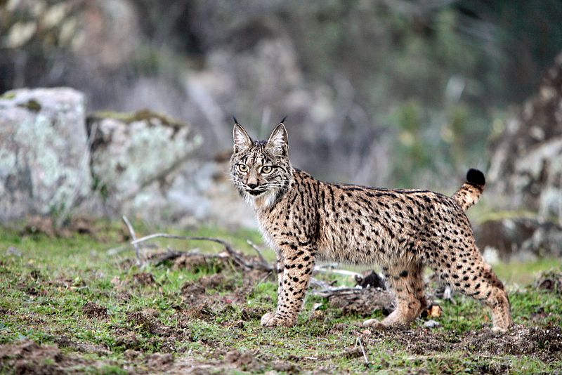 La población de linces ibéricos aumenta un 9% durante el último año