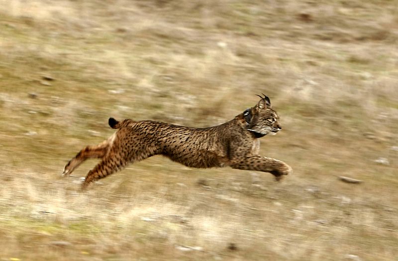 El lince ibérico cautivo conquista la libertad