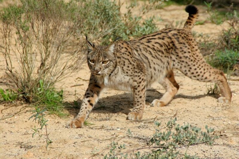 Muere un lince ibérico atropellado en Huelva