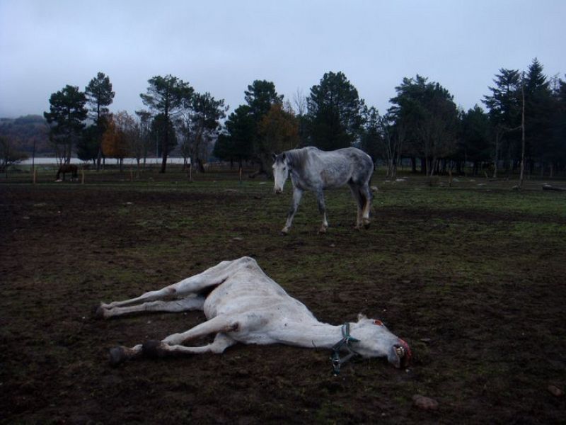 Casi veinte caballos mueren de hambre en León