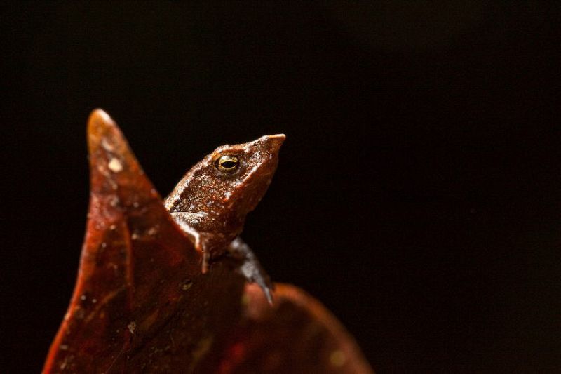 Un sapo "como el señor Burns" y la 'rana cohete', entre las nuevas especies de la selva colombiana