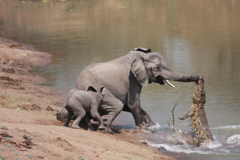 El elefante que se salvó del ataque de un cocodrilo