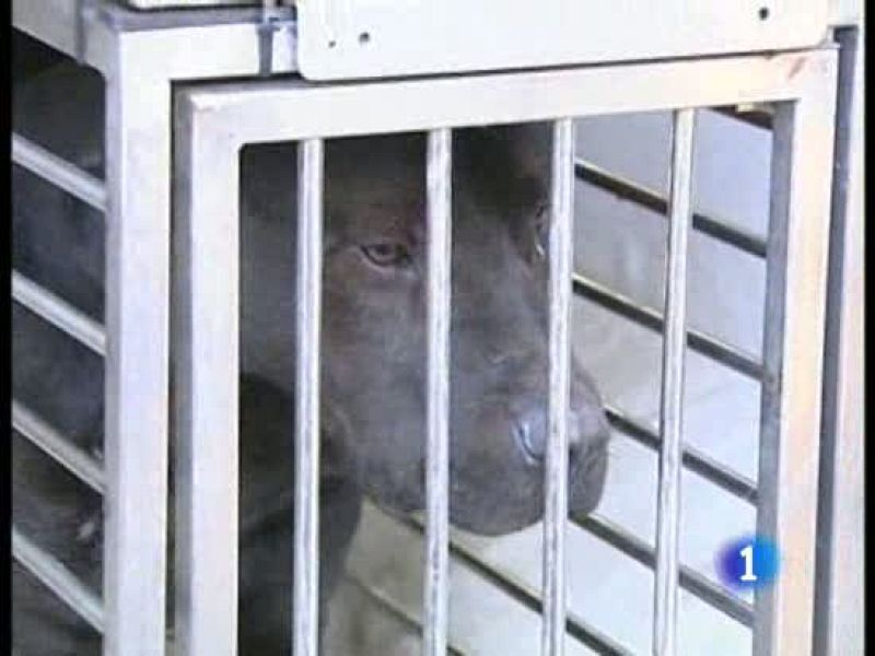 Muere un hombre y su hijo resulta herido por el ataque de dos perros en Córdoba