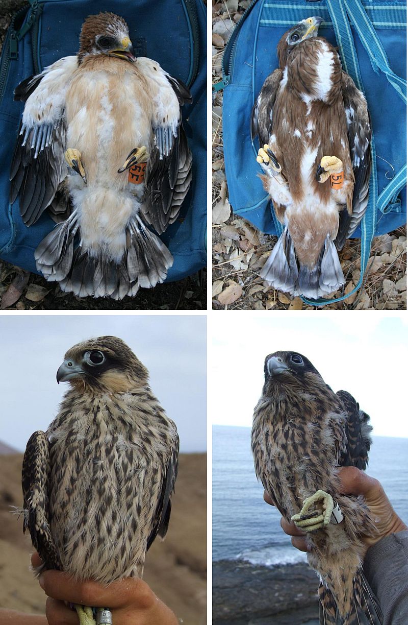 La desventaja de las rapaces con plumaje oscuro