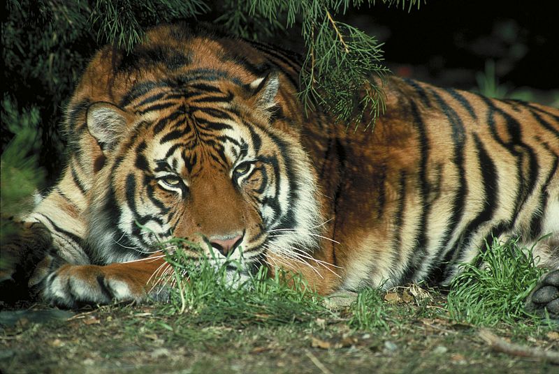 Los países que más tigres cazan se comprometen a duplicar su población