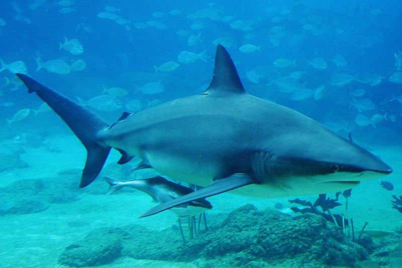 El secreto del ataque letal de los tiburones