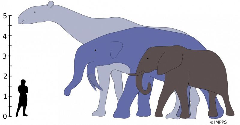 Los grandes mamíferos se hicieron gigantes tras la extinción de los dinosaurios