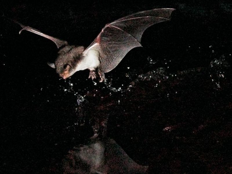 Hallan el primer murciélago pescador en Europa