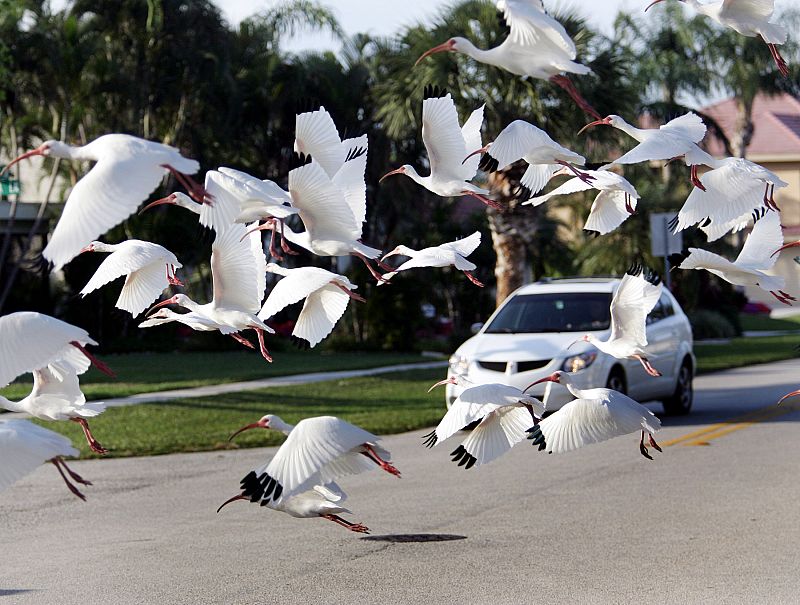 Pájaros 'envenenados' con mercurio prefieren las relaciones homosexuales