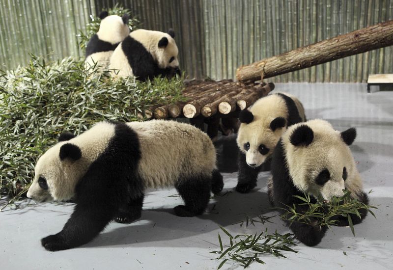 La acelerada extinción de especies pone en riesgo la salud humana