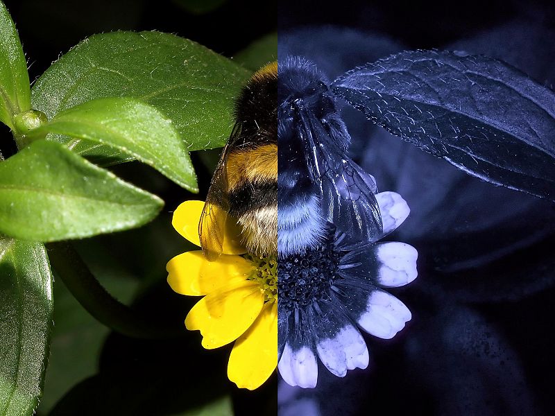Una base de datos refleja el mecanismo de visión ultravioleta de las abejas