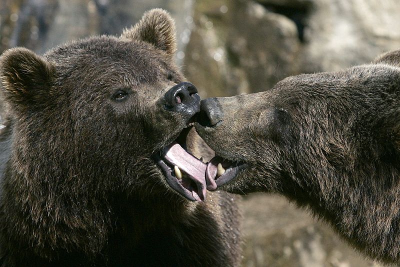 La salud del oso pardo evoluciona favorablemente