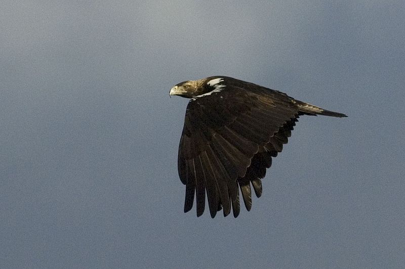 El águila imperial ibérica vuelve a batir sus alas