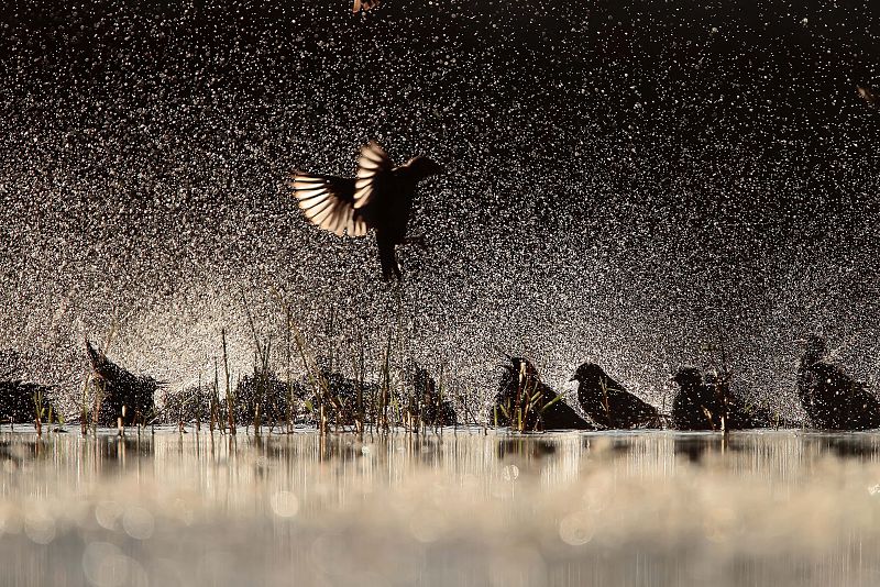 El chapoteo de los estorninos, la mejor foto de aves del año