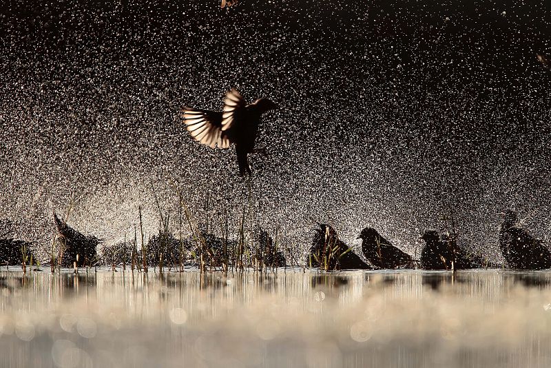 El chapoteo de los estorninos, la mejor foto de aves del año
