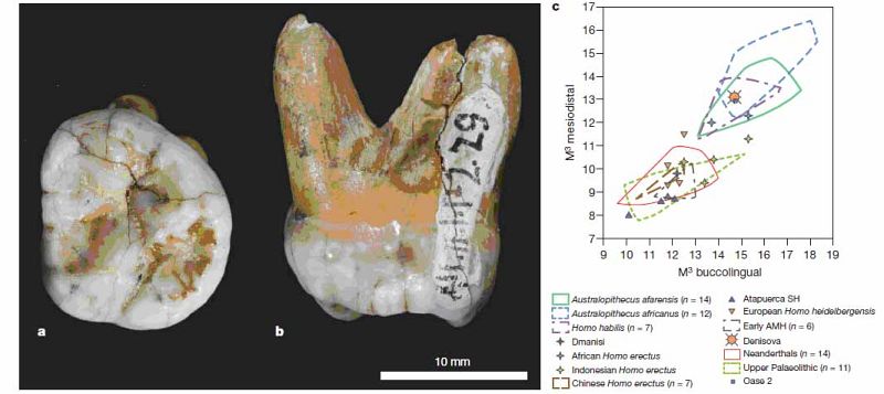 Descubren al Denisova, un nuevo homínido hermanado con los neandertales