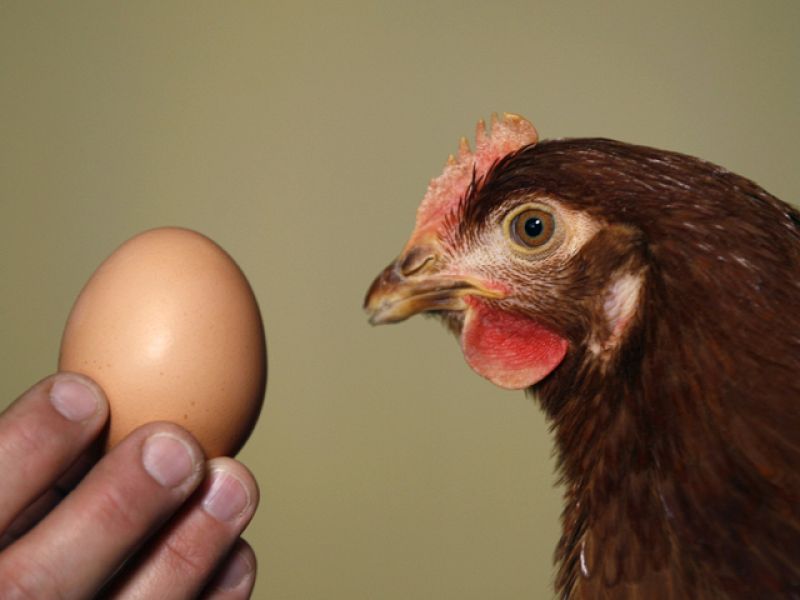 Alemania cierra 4.700 granjas que empleaban piensos contaminados con dioxinas