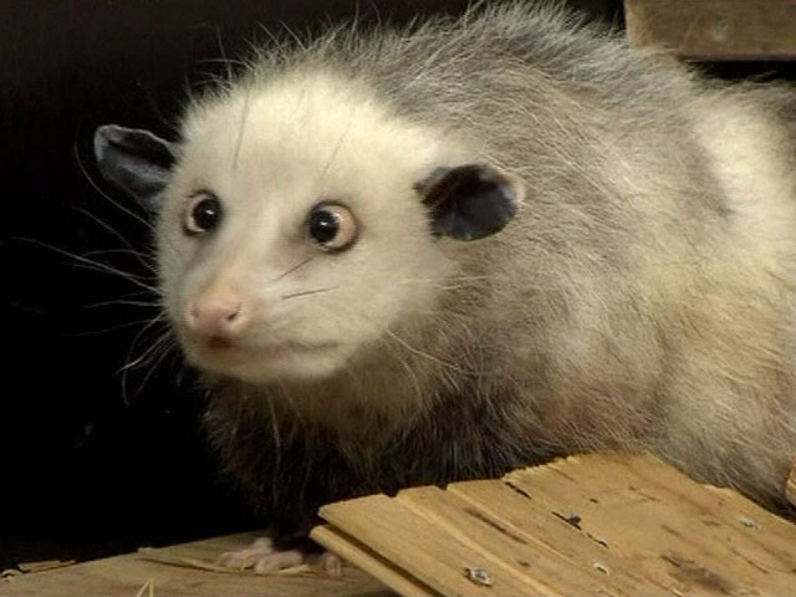 Heidi, la zarigüeya bizca | Ver