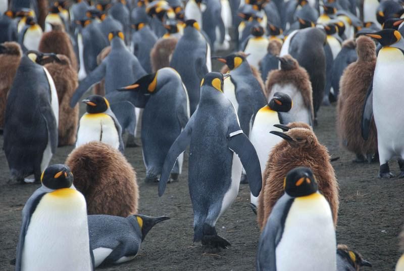 Los pingüinos anillados viven menos