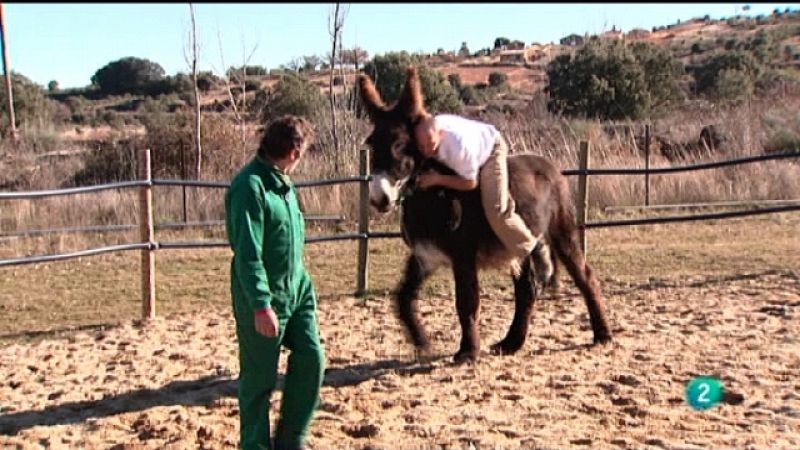 El escarabajo verde - Doctor animal