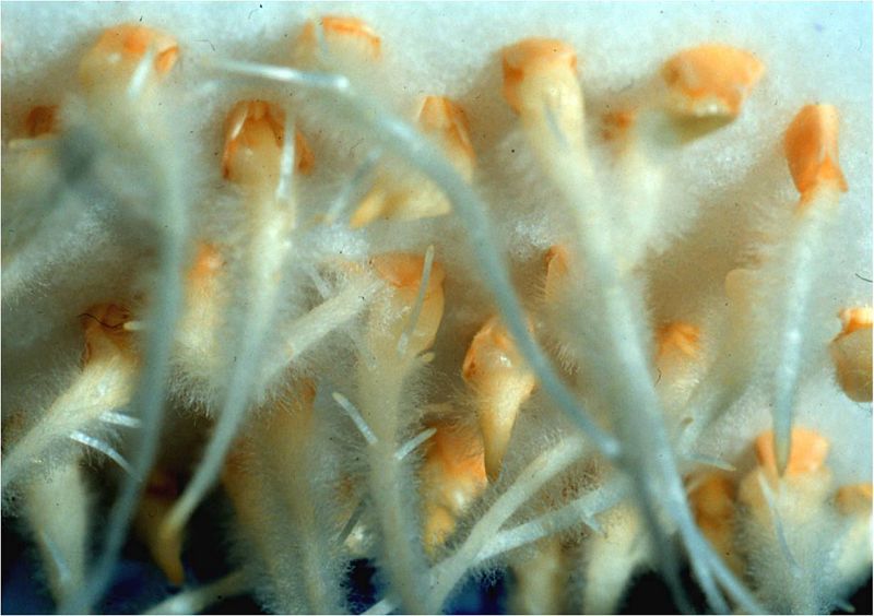 Las raíces de los pepinos espaciales