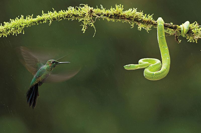 El colibrí que planta cara a las víboras