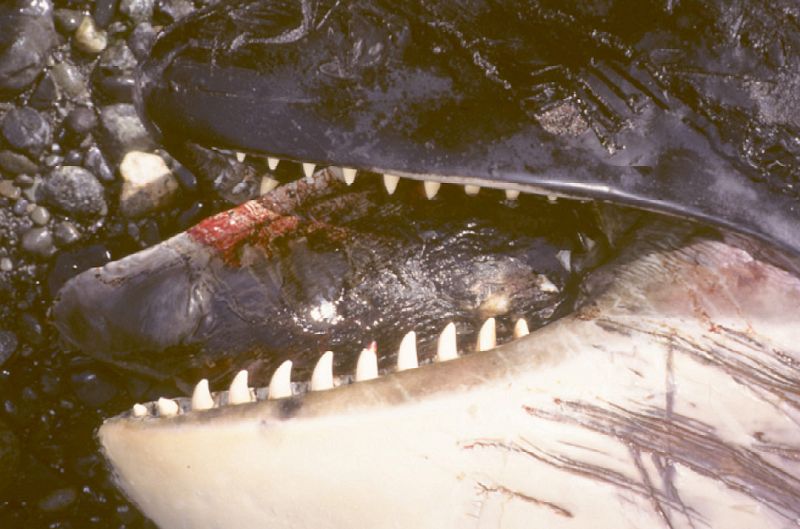 Comer tiburones daña la dentadura de las orcas