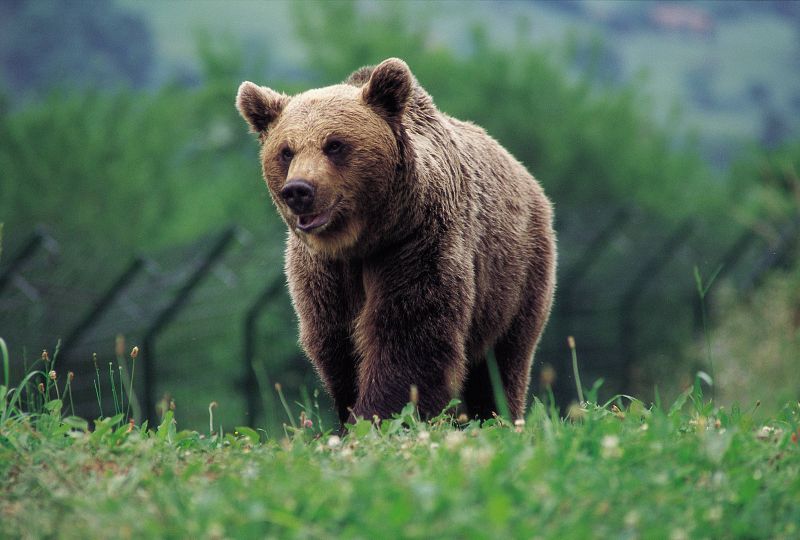 Los osos en la cordillera cantábrica aumentan a unos 200, el doble que hace 15 años