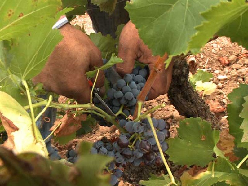 Campos llenos de uva y fiestas en 'Destino: España' La Rioja