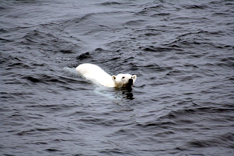 La odisea de una osa polar que nadó nueve días seguidos en busca de comida