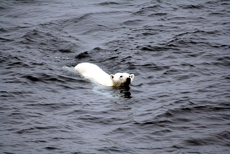 La odisea de una osa polar que nadó nueve días seguidos en busca de comida