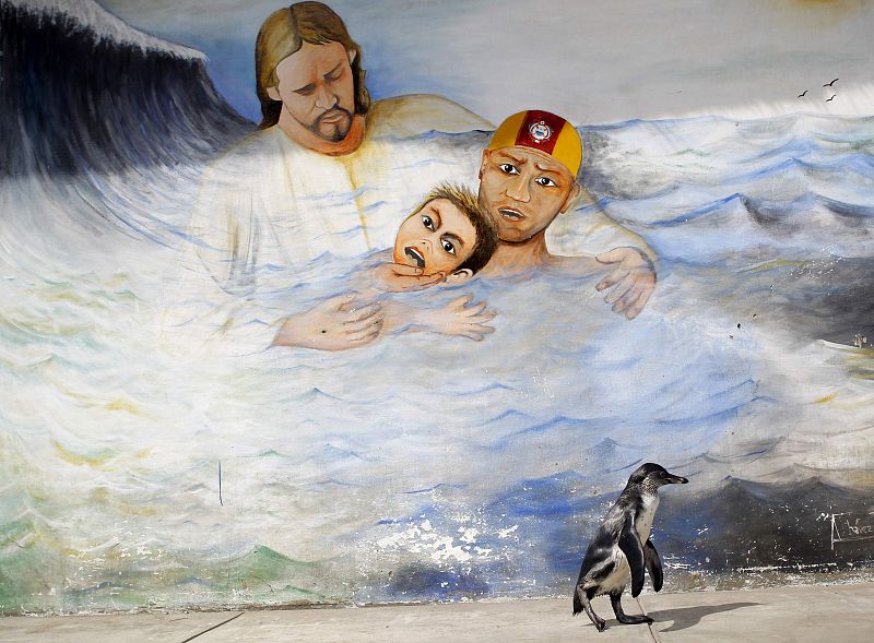 Tomás, un pingüino perdido en la gran ciudad