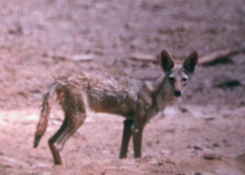 El nuevo y misterioso lobo gris africano