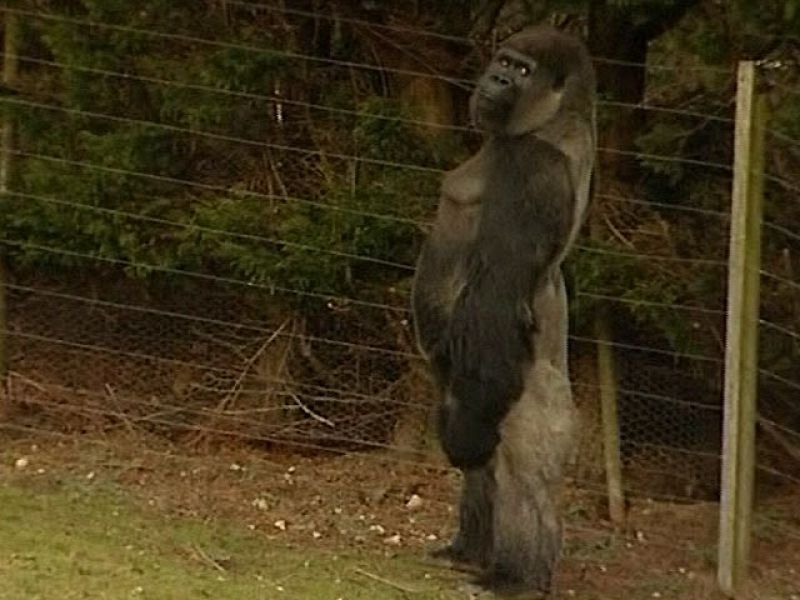 Amban, el gorila que camina erguido