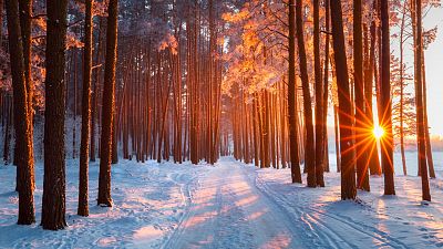 La estación azul de los niños - En un bosque nevado