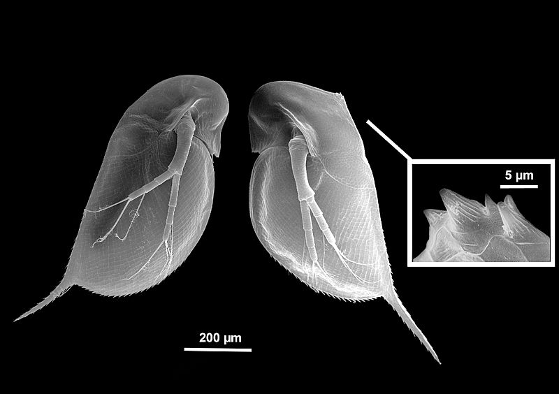 Secuencian por primera vez el genoma de un crustáceo: la pulga de agua