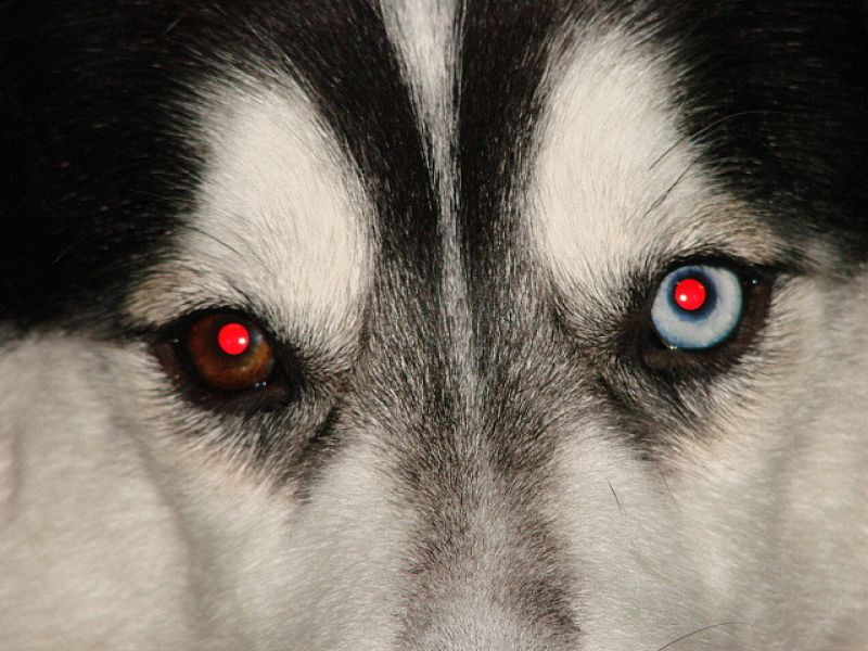 ¿Por qué salen los ojos rojos en las fotos?