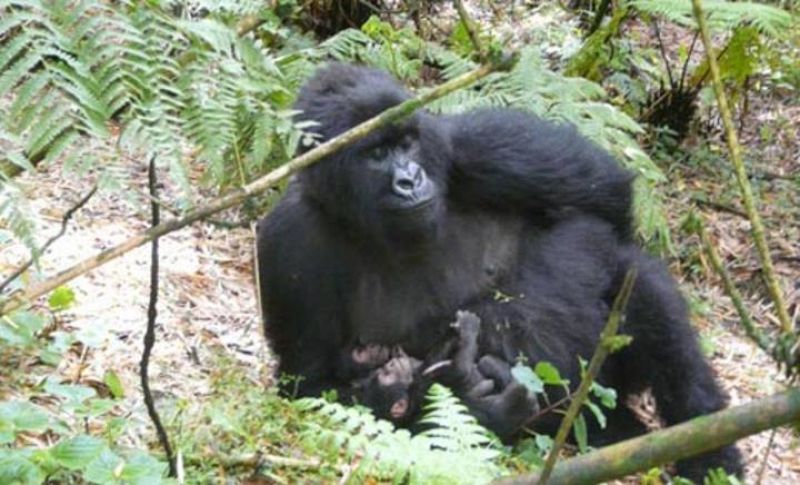 Un parto de gorilas gemelos en Ruanda