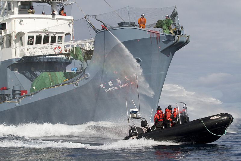 Japón finaliza la temporada de caza de ballenas y su flota vuelve a casa
