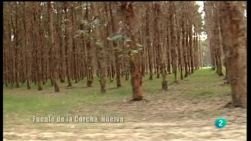 El escarabajo verde - El papel del eucalipto