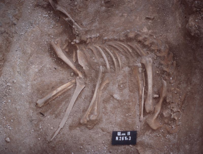 Un perro, la mascota prehistórica de una familia nórdica de hace 7.000 años