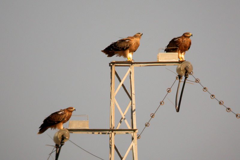 El número de águilas imperiales electrocutadas cae un 80%