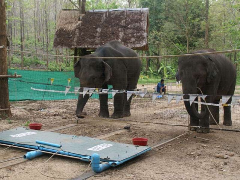 Los elefantes también saben trabajar en equipo